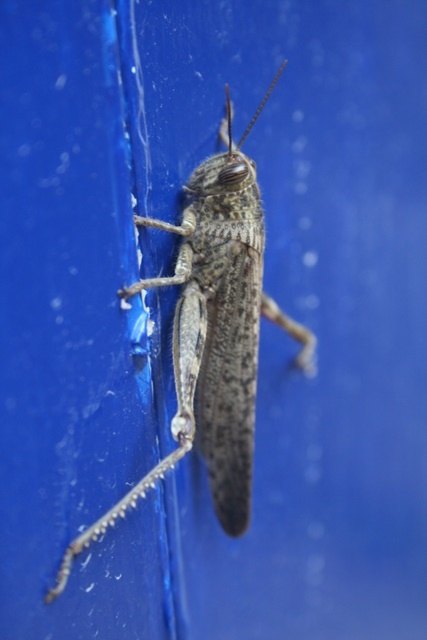 Large Egyptian Grasshopper